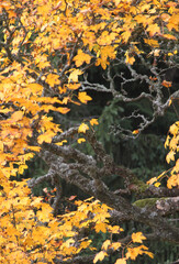 
autumn colored tree close-up
