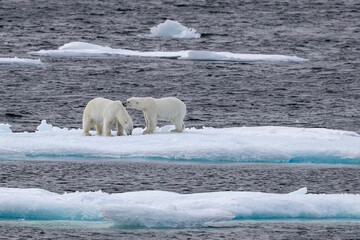 A pair of probable sibling polar bears (Ursus maritimus), Queen's Channel, Cornwallis Island, Nunavut, Canada, North America