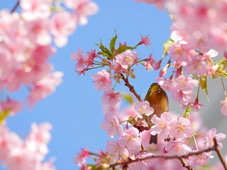 メジロ6　桜