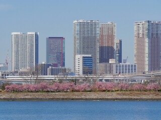 桜と高層ビル
