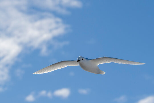 An adult snow petrel (Pagodroma nivea), in flight in Duse Bay, Weddell Sea, Antarctica, Polar Regions