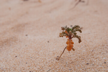 kleine Sukkulente im Sand eines Strandes auf der Ferieninsel Fuerteventura, Kanaren