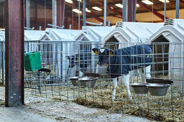 Baby Cows at a Dairy Farm in Denmark