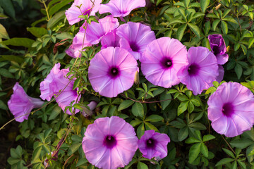 beautiful morning glory flower blooming attractment