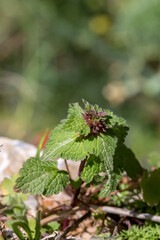 A low-growing plant (Lamium bifidum Cirillo) grows and blooms in the mountains