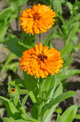 Blooming terry calendula (lat. Calendula officinalis) close-up