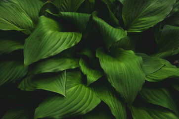 Green leaves tropical plant close up nature background