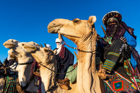 Traditional dressed Tuaregs on their camels, Oasis of Timia, Air Mountains, Niger, Africa