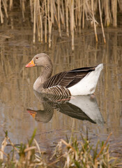 Greylag Goose