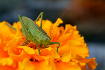 The green locust sits on a white flower