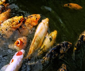 fish in the pond