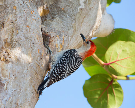 Adult male red-bellied woodpecker (Melanerpes carolinus), clinging to tree, Key Vaca, Marathon, Florida Keys, Florida, United States of America, North America