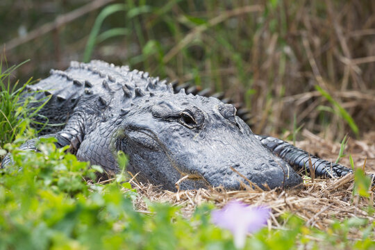 American alligator (Alligator mississippiensis), at rest beside the Anhinga Trail, Everglades National Park, Florida, United States of America, North America