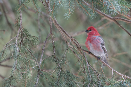 Pine grosbeak (Pinicola enucleator) on branch, Yellowstone National Park, UNESCO World Heritage Site, Wyoming, United States of America, North America