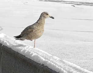 Young gull stands on one leg on snow-covered embankment of Moskva River
