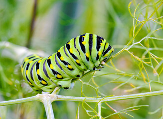 Closeup of a black swallowtail caterpillar (papilio polyxenes) feeding on fennel.  Copyspace.	