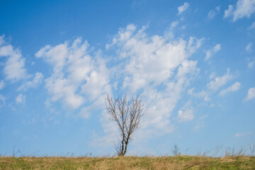 Obraz premium Lonely bare tree on the edge of the hill in spring, landscape with the blue sky