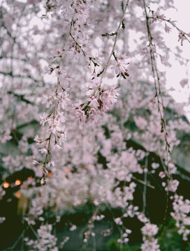 Cherryblossom japan - Kirschblüte
