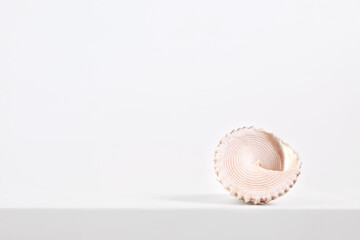 sea spiral shell on a light background, place for text, one of the series