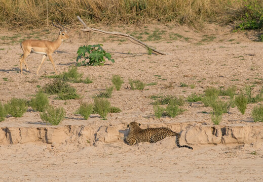 Leopard (Panthera pardus) stalking impala (Aepyceros melampus) from a creek bed, South Luangwa National Park, Zambia, Africa