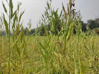 grass in the field