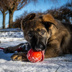 An eleven weeks old German Shepherd puppy plays with a red ball. Snow in the background