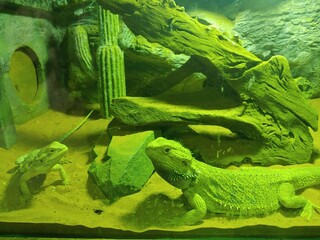  Lizard, Reptile, Animal