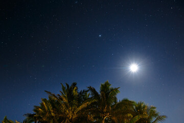 Palms over night starry sky