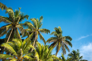 Naklejka na ściany i meble Palms over blue sky