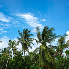 Fototapeta na wymiar Palms over blue sky
