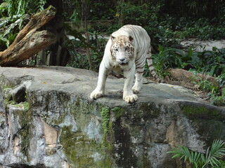 White Tiger on green forest background - ホワイトタイガー

