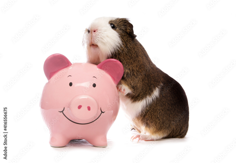 Wall mural Domestic Guinea Pig