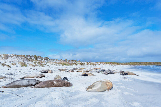 Southern elephant seals (Mirounga leonina) on sandy beach, Sea Lion Island, Falkland Islands, South America