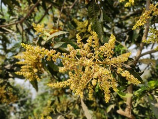 Mango flowers in the garden 
