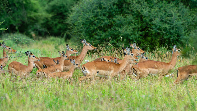 Impala (Aepyceros melampus), Tsavo, Kenya, East Africa, Africa