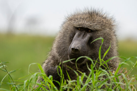 Olive Baboon (Papio anubis), Seronera, Serengeti National Park, Tanzania, East Africa, Africa