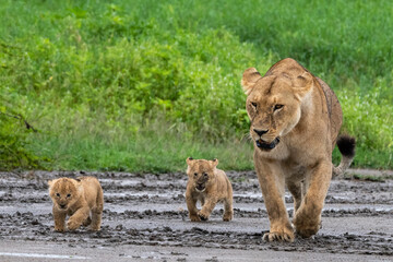 A lioness (Panthera leo) with its four week old cubs, Ndutu, Ngorongoro Conservation Area, Serengeti, Tanzania, East Africa, Africa