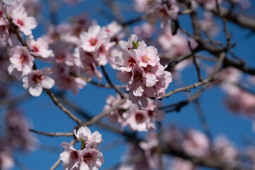 almond blossoms in the spring