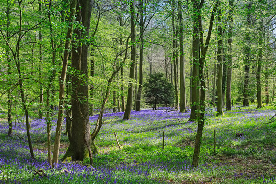 Bluebells in springtime in a classic beech tree setting at College Wood, Pishill in the Chiltern Hills, Pishill, Oxfordshire, England, United Kingdom, Europe