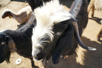 goats in the barn in the Taurus mountain plateau