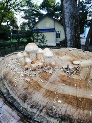 christmas tree in the snow