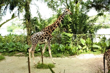 Giraffe (Giraffa camelopardalis) on the green garden background - キリン