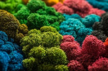 Colored designer decorative moss