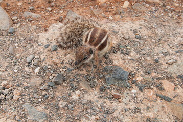 getarntes Atlashörnchen