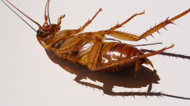 Cockroach isolated on white background ,Cockroaches lie dead with Insecticide. Isolated on white background. Animals with germs and dirt.