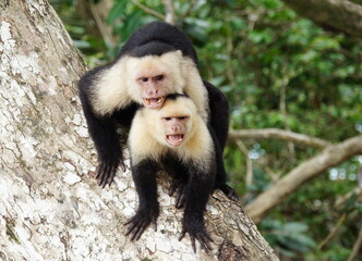 two angry Capuchin monkeys sitting on each other in defensive aggressive position showing teeth and screaming