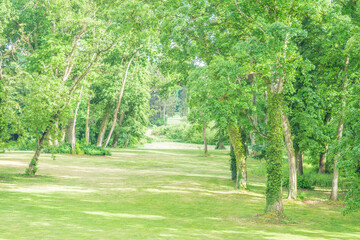 Fototapeta na wymiar Schlosspark mit alten Bäumen