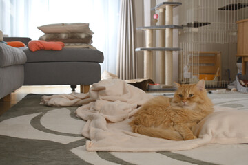 毛布でくつろぐ猫（マンチカン）