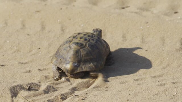 Greek tortoise or spur-thighed tortoise (Testudo graeca)
