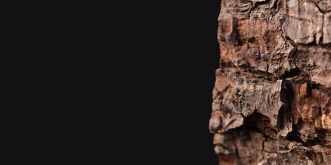 isolated tree bark on black background